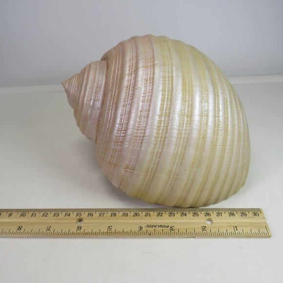 Faux Sea shell light pink & cream some iridescences  9" long 5" tall - Picture 3 of 12
